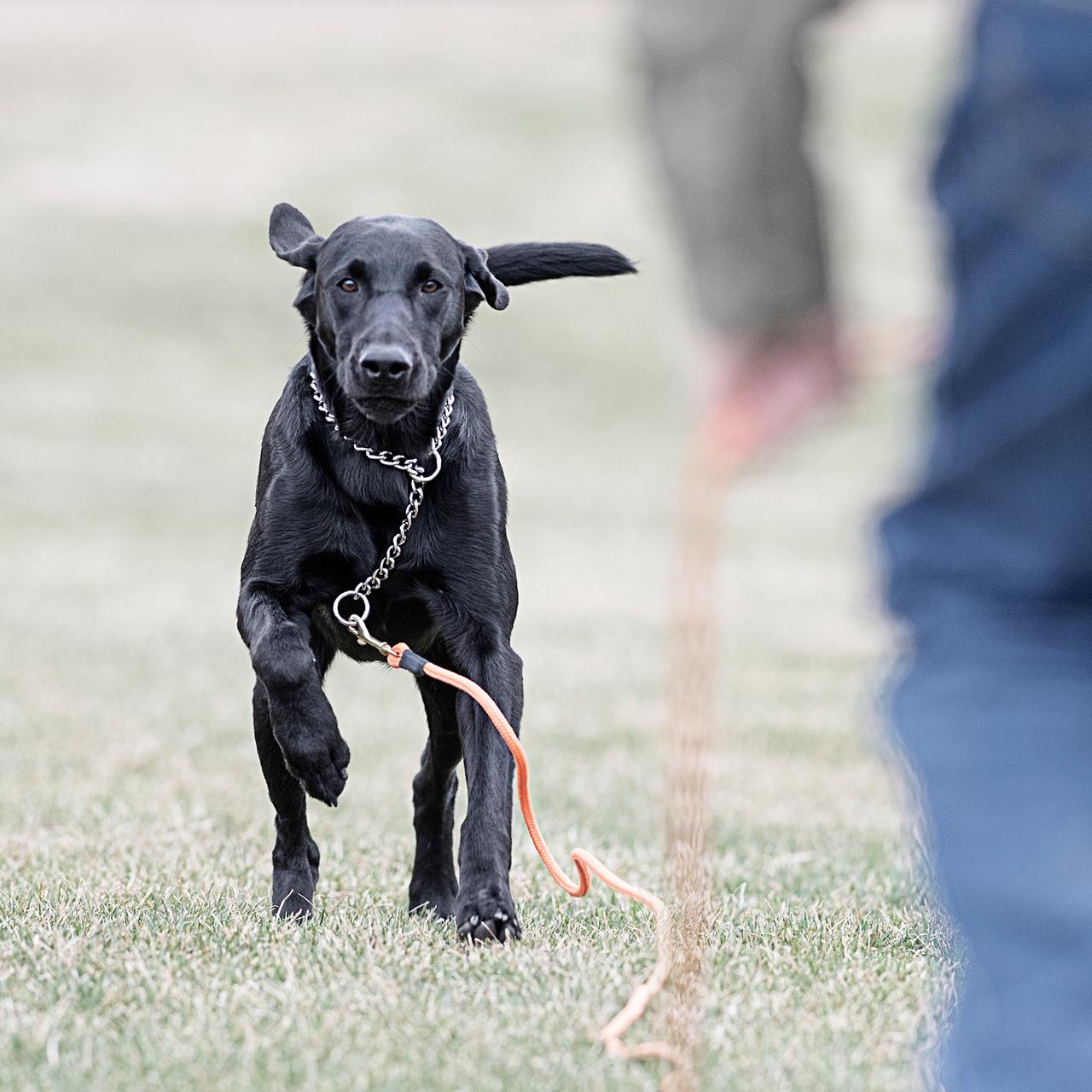 Black lab walking towards handler with check cord and training chain on.