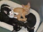 kittens