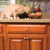 Cat with food