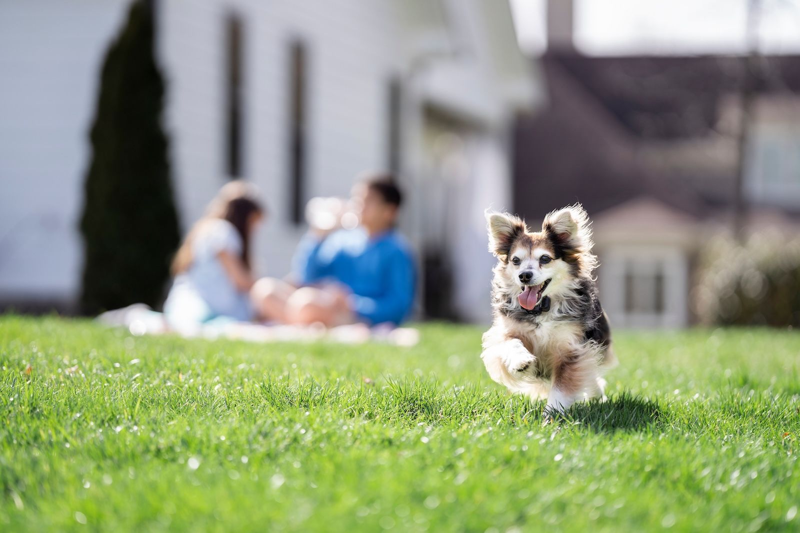 Small dog running with kids in the background