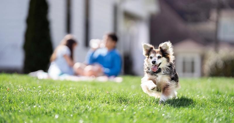 Small dog running with kids in the background