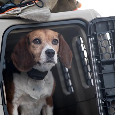 beagle in kennel