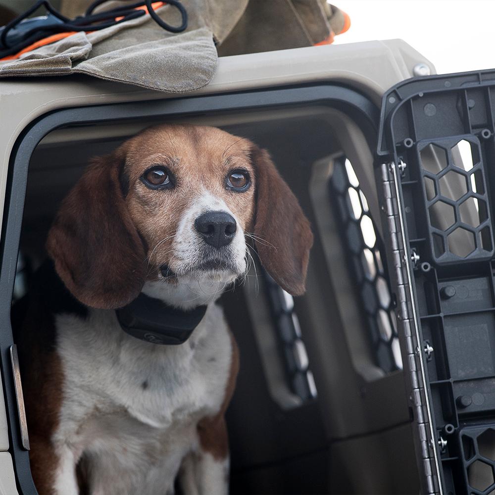 Beagle in dog crate with door open