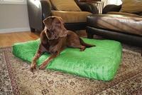 Common Household Pet Hazards