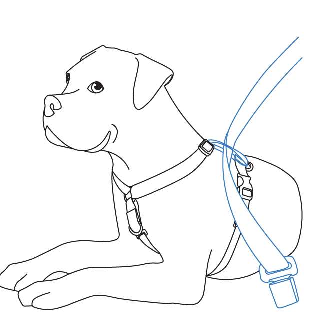 car-training-seat-belt-loop-3-in-1-harness-illustration
