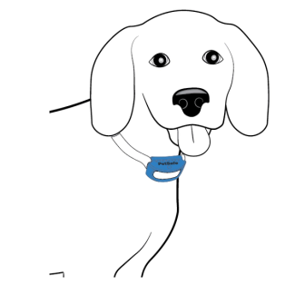 Dog with collar