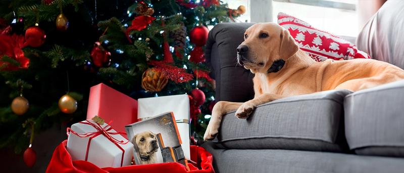 Yellow Lab laying in front of a Christmas Tree by a bag of gifts.