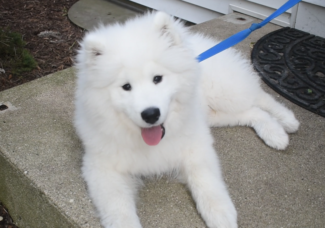 American Samoyed puppy during invisible fence training 