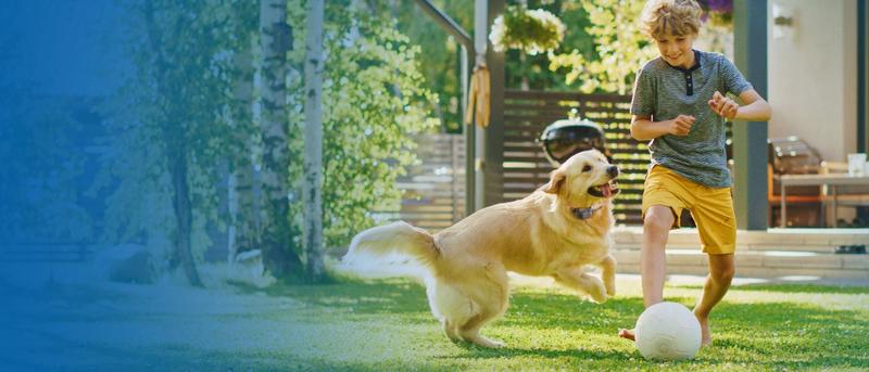 Boy and dog play with soccer ball in yard.