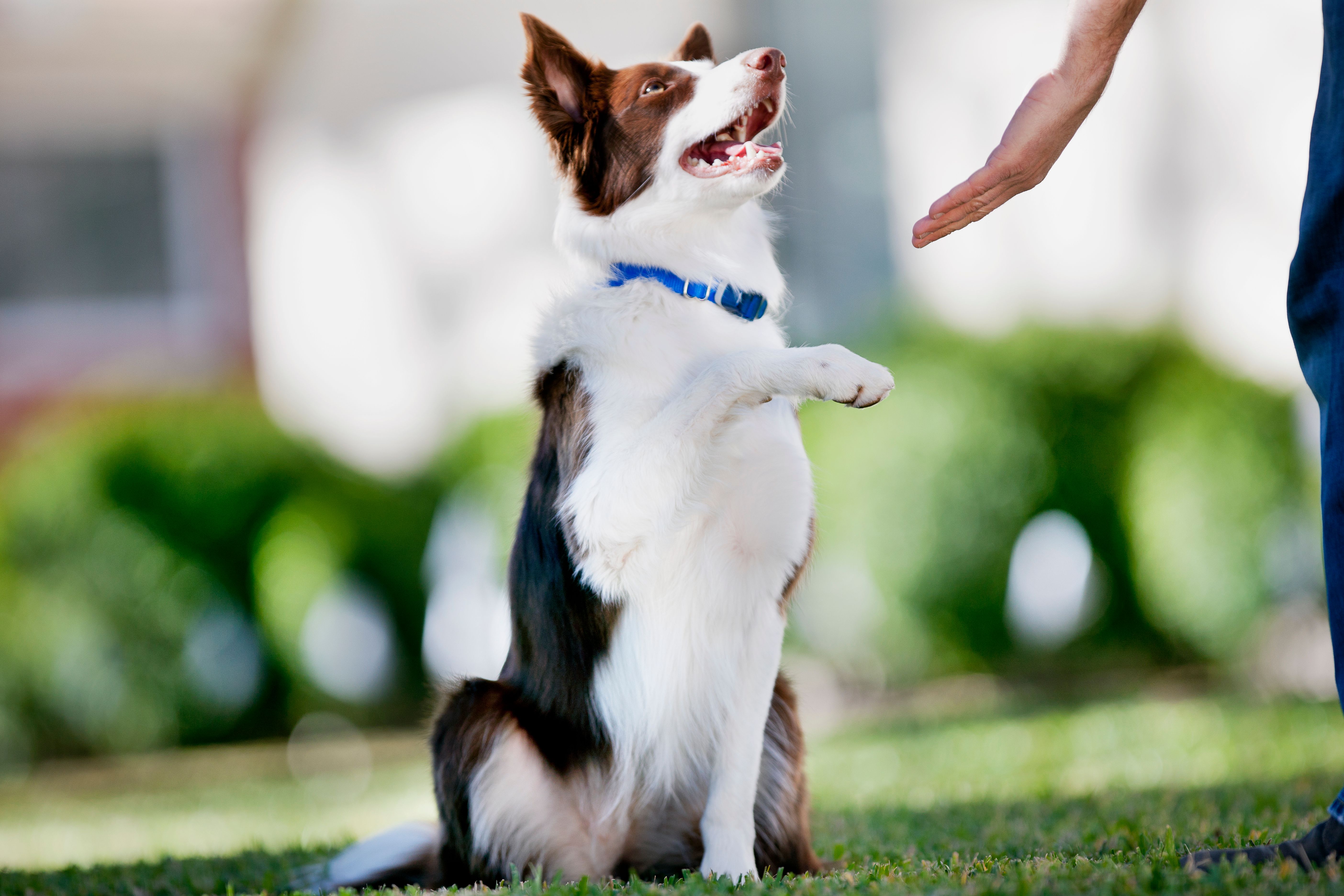 Person shakes dog's paw as dog looks up with a sense of peace and trust.