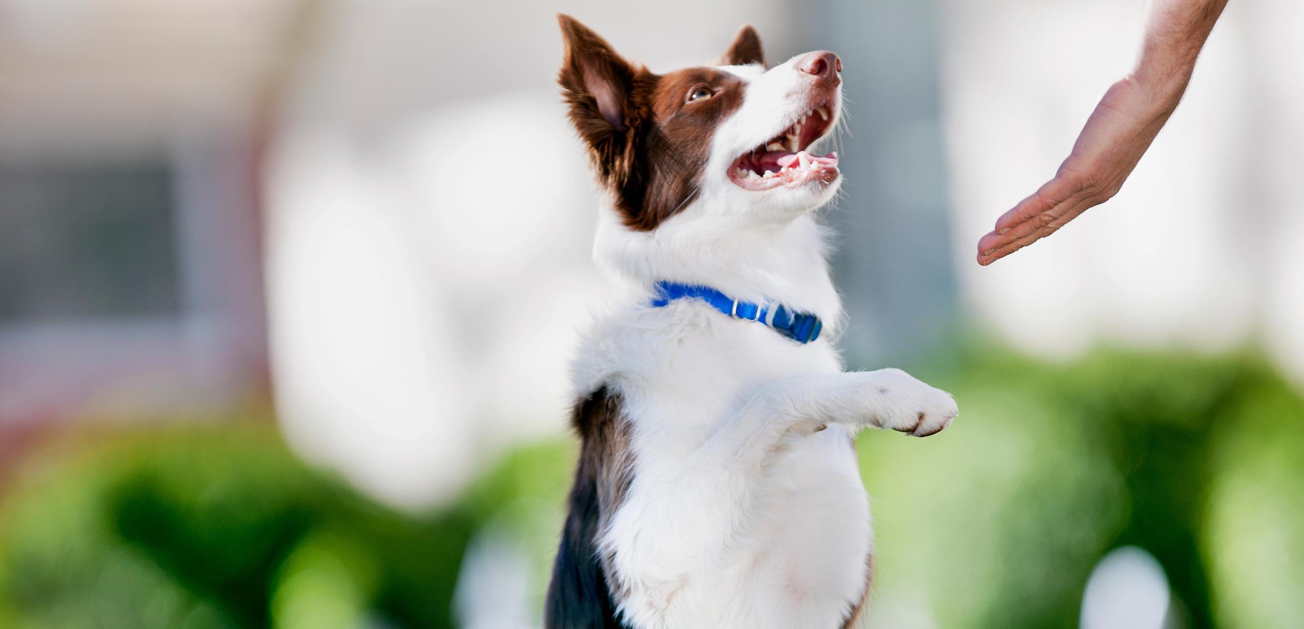Person shakes dog's paw as dog looks up with a sense of peace and trust.