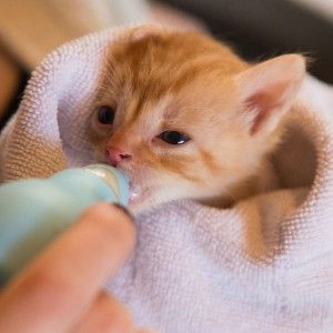 (Photo courtesy of Catster. They have a great article about bottle feeding kittens! http://www.catster.com/lifestyle/cat-kitten-health-care-bottle-feeding-orphan-ask-einstein)