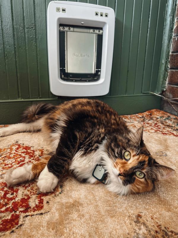 Cat with black, brown and white markings laying on the floor next to the PetSafe Connected SmartDoor looking at the camera.