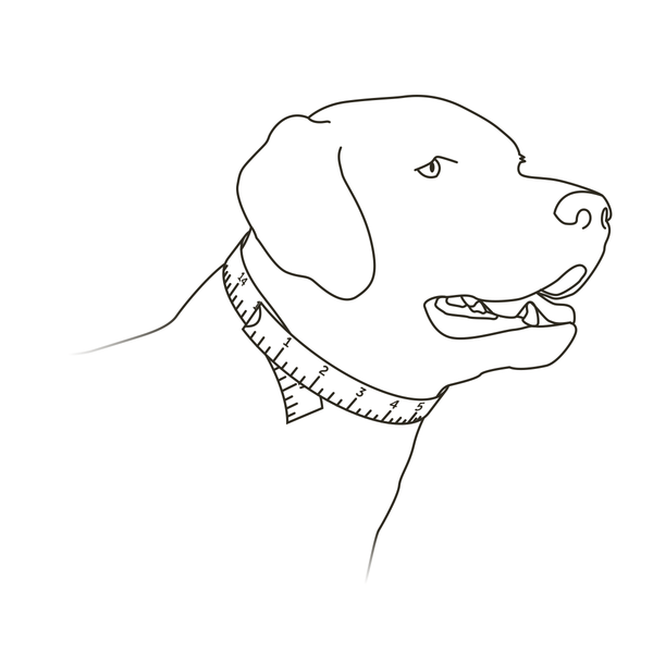 choosing-correct-size-soft-point-training-collar-illustration1