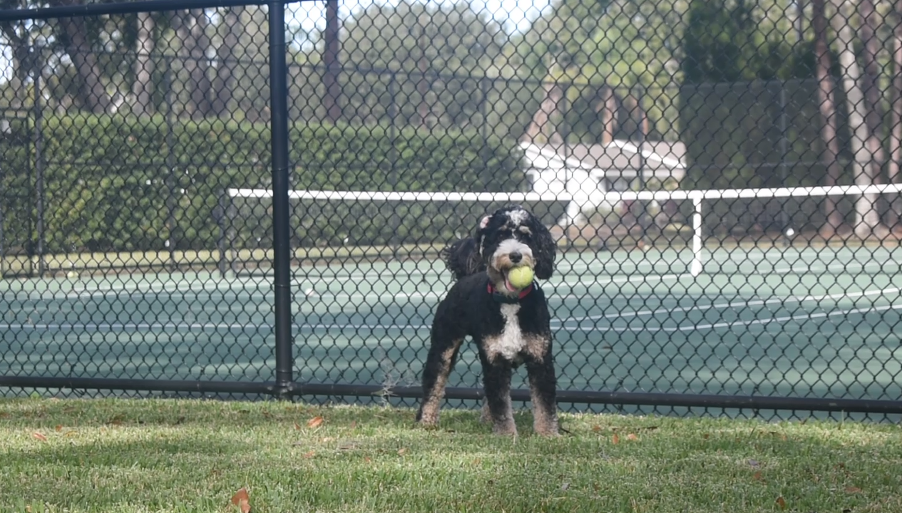 doodle outside playing fetch wearing invisible fence collar 