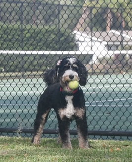 doodle outside playing fetch wearing invisible fence collar
