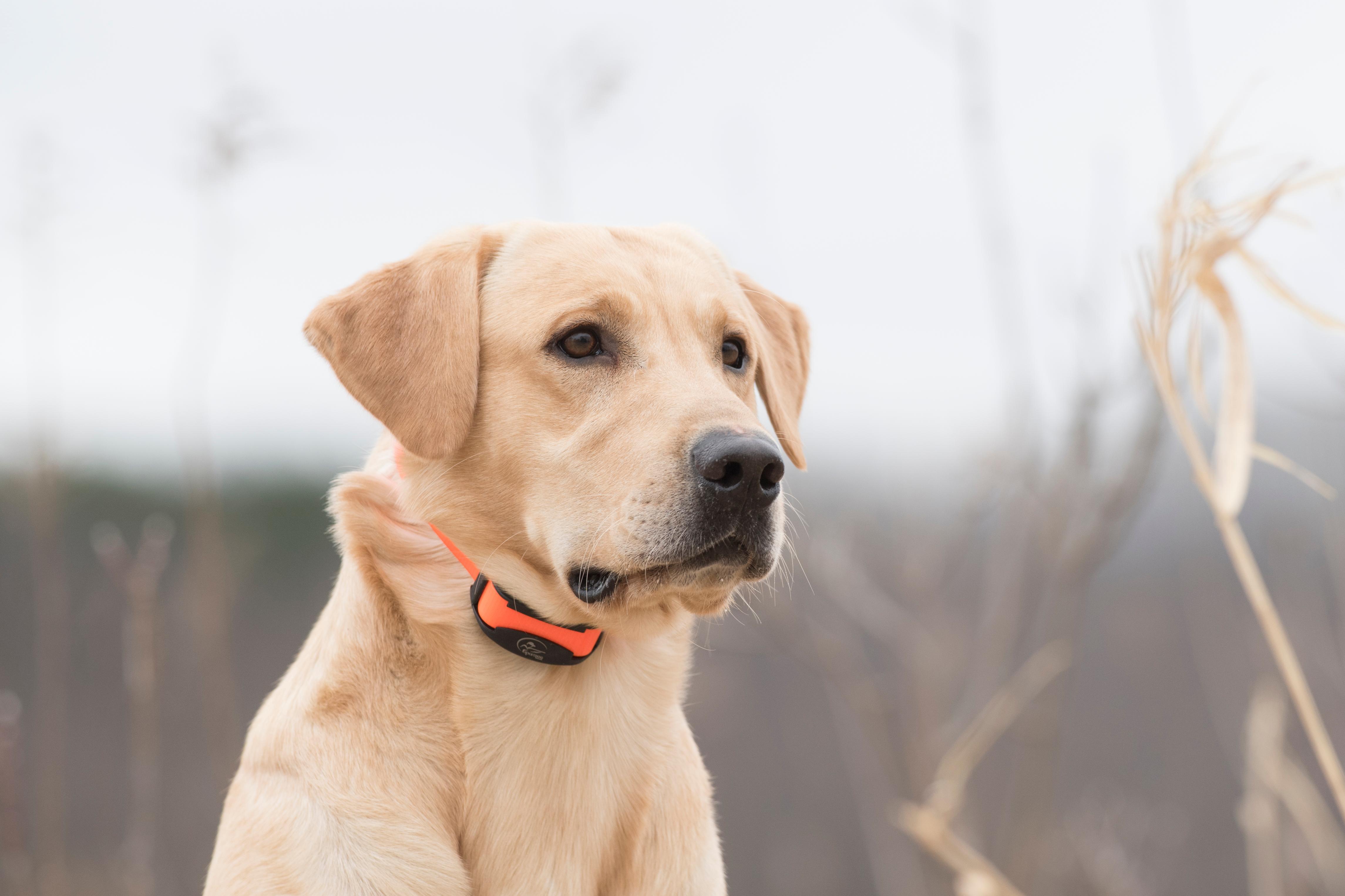 yellow lab in orange collar