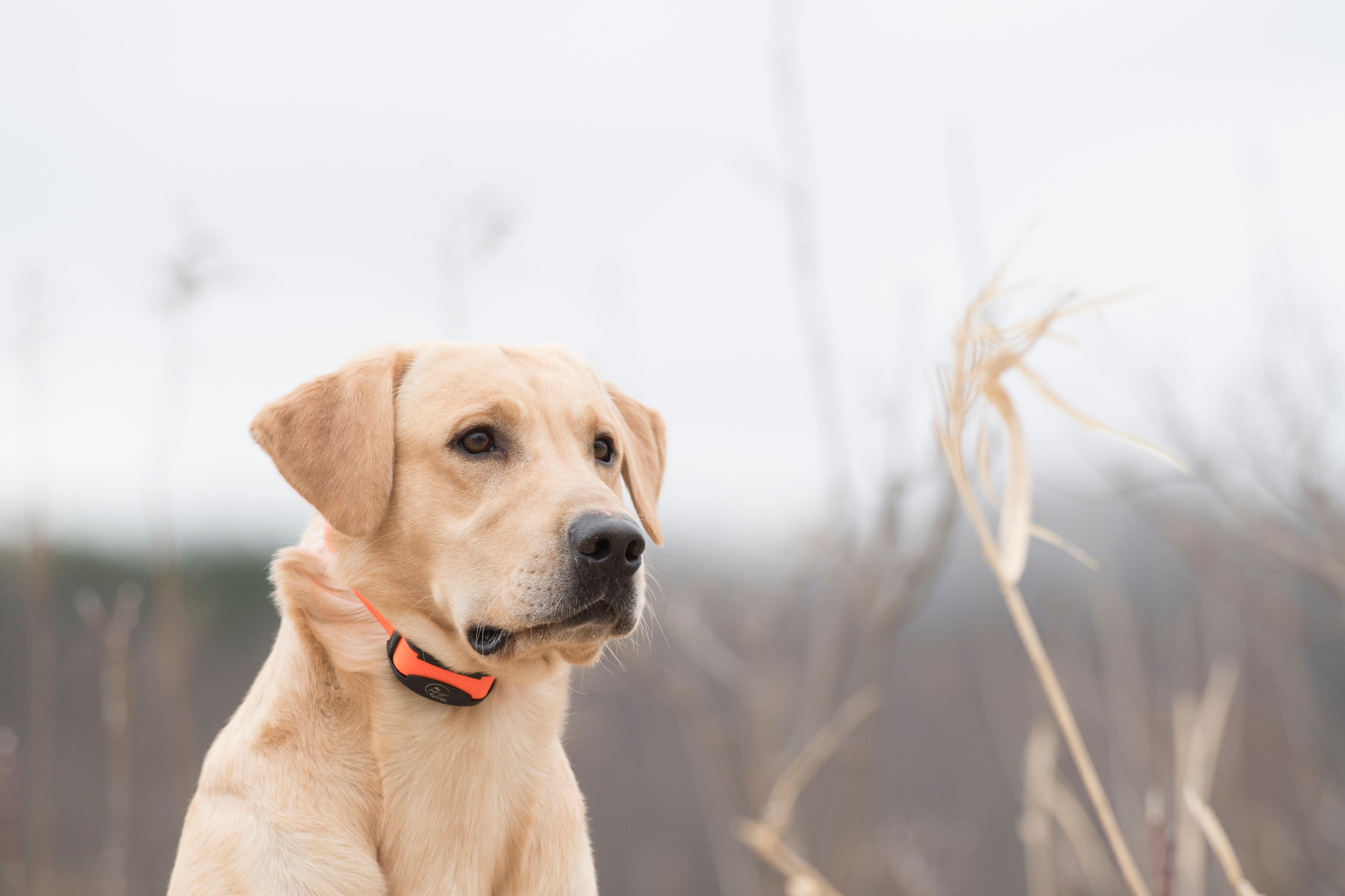 Yellow lab sitting in field.