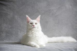 Maine Coon White Cat