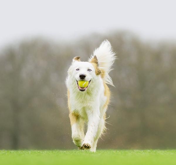 dog running with ball and happy