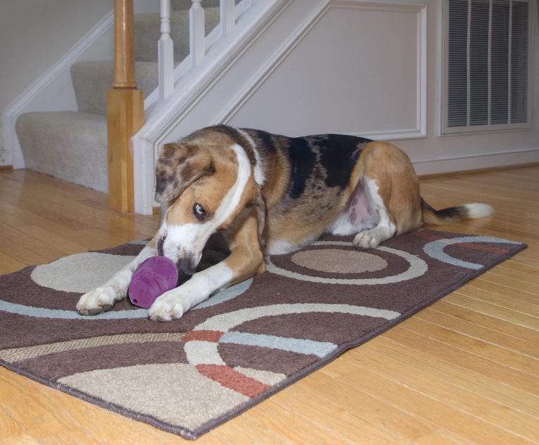 Toys Your Dog Can’t Destroy in Seconds PetSafe®