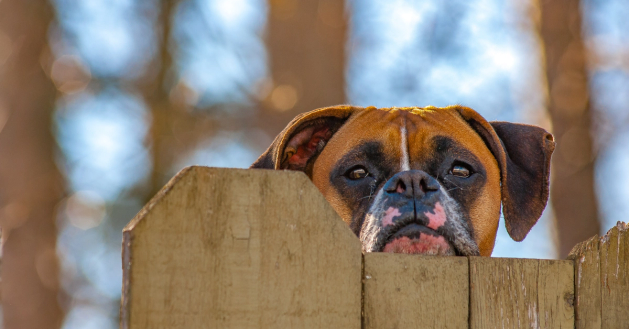 boxer dog looking over fence in yard