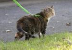 cat on leash