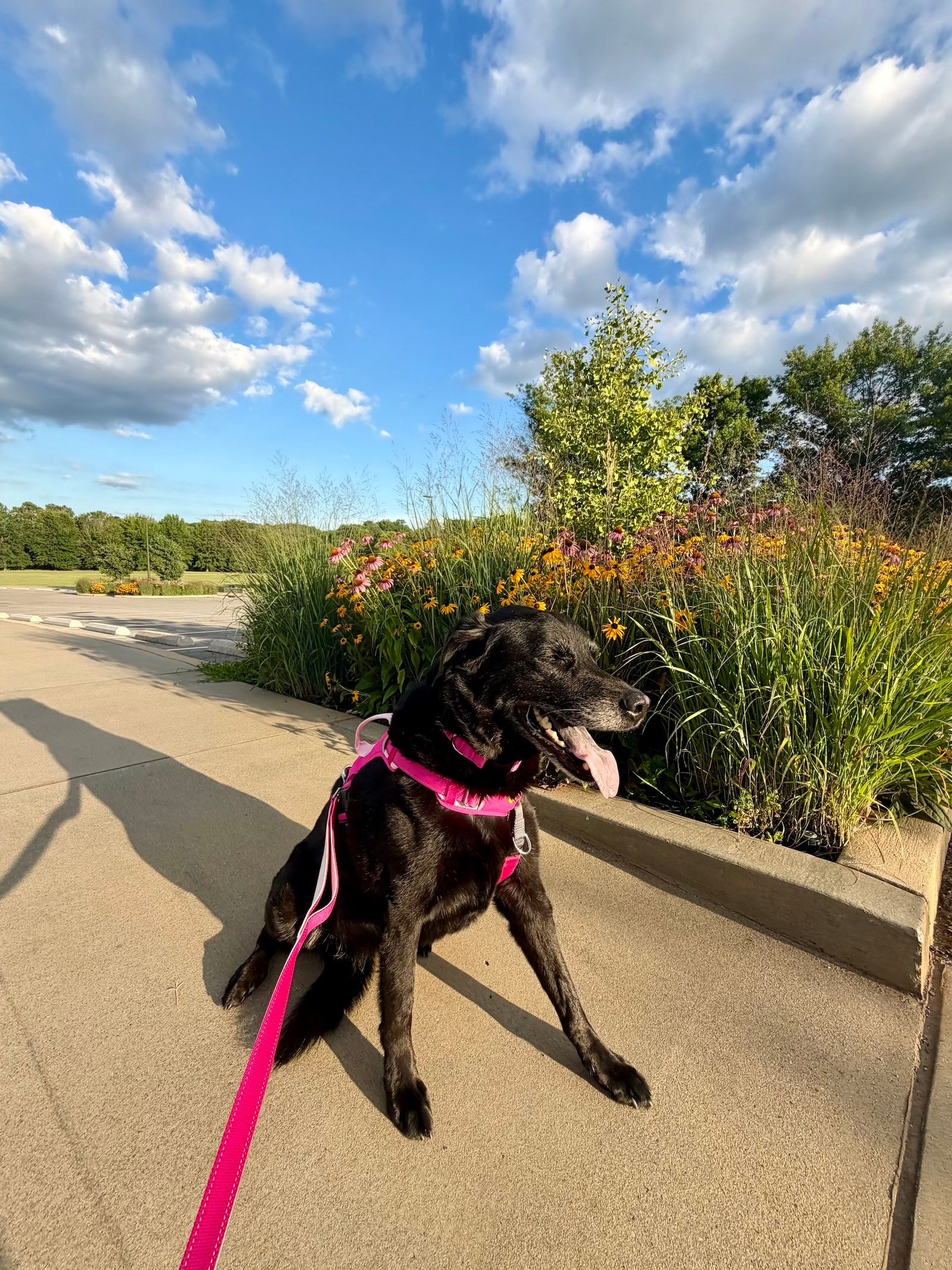 Older black dog at the park wearing pink Comfort collar, harness and leash