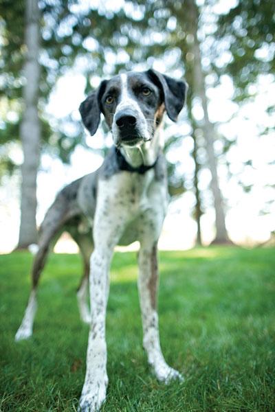 Recognizing Signs of Stress in Your Dog 