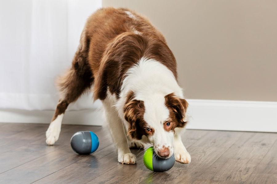 Four Tips to Keep Your Dog Occupied While You’re Away from Home