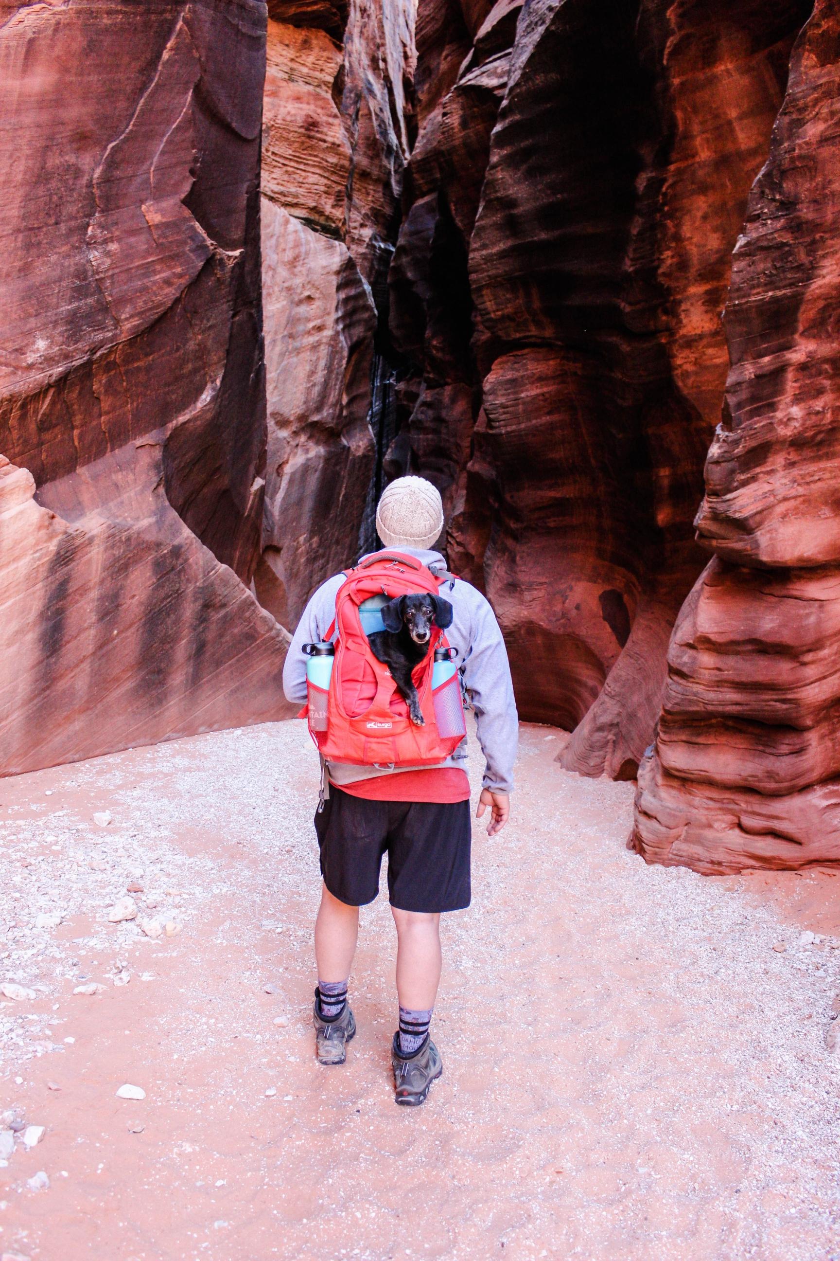 Miles of Adventures: Kurgo G-Train Dog Carrier Backpack Review