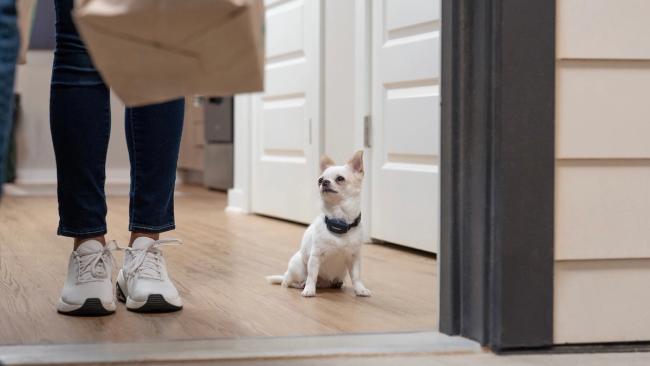 Small chihuahua in doorway with owner