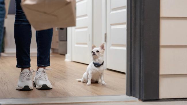 Small chihuahua in doorway with owner