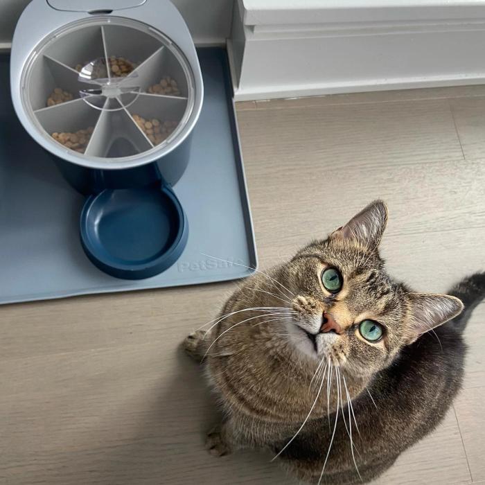 Brown tabby cat sitting next to the PetSafe 6-Meal Feeder looking up into the camera.