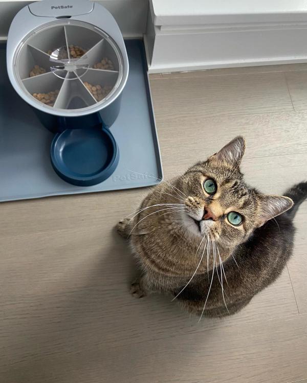 Brown tabby cat sitting next to the PetSafe 6-Meal Feeder looking up into the camera.