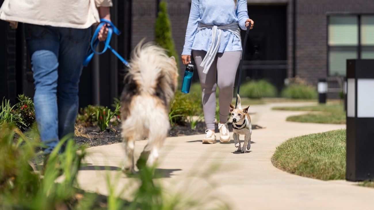 Leashed dogs crossing paths on a sidewalk