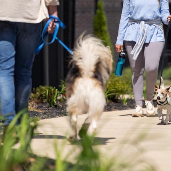 Leashed dogs crossing paths on a sidewalk