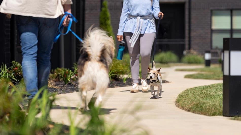 Leashed dogs crossing paths on a sidewalk