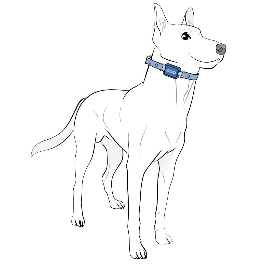 Collar On Side Of Neck