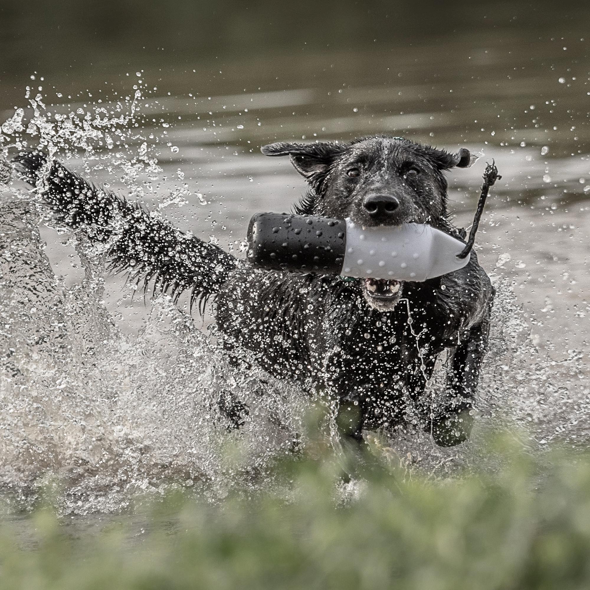 Black lab returning through water with jumbo black and white dummy in mouth