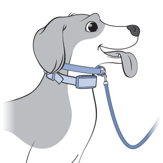 Dog With Additional Collar and Leash