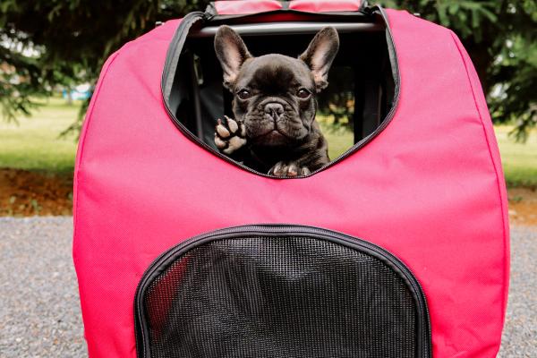 Young chocolate brown French Bulldog popping his head out of the red PetSafe Bicycle Trailer with his paw waving to the viewer. 
