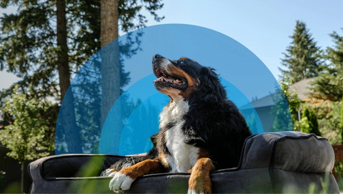Large dog sitting happily in dog bed outside in backyard.