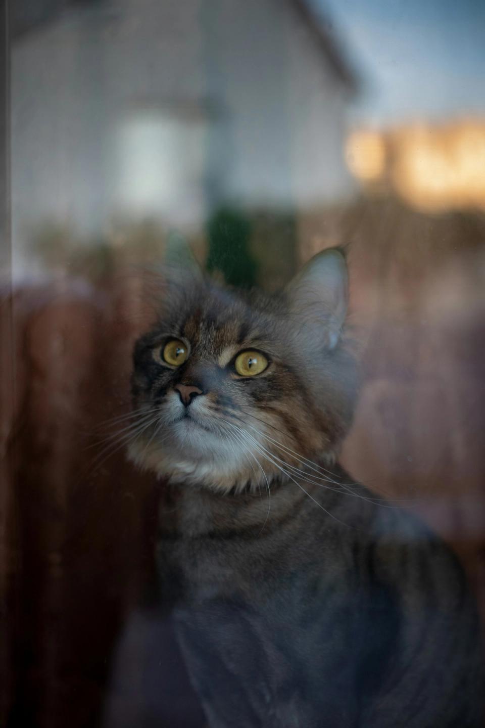 Turkish Angora cat