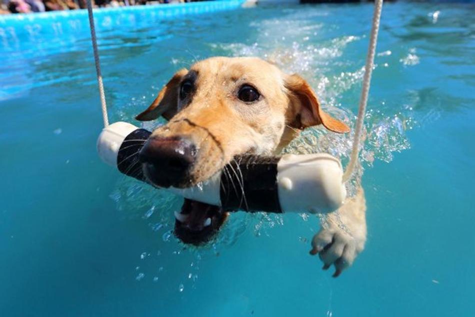 The DockDogs® World Championship comes to Knoxville!