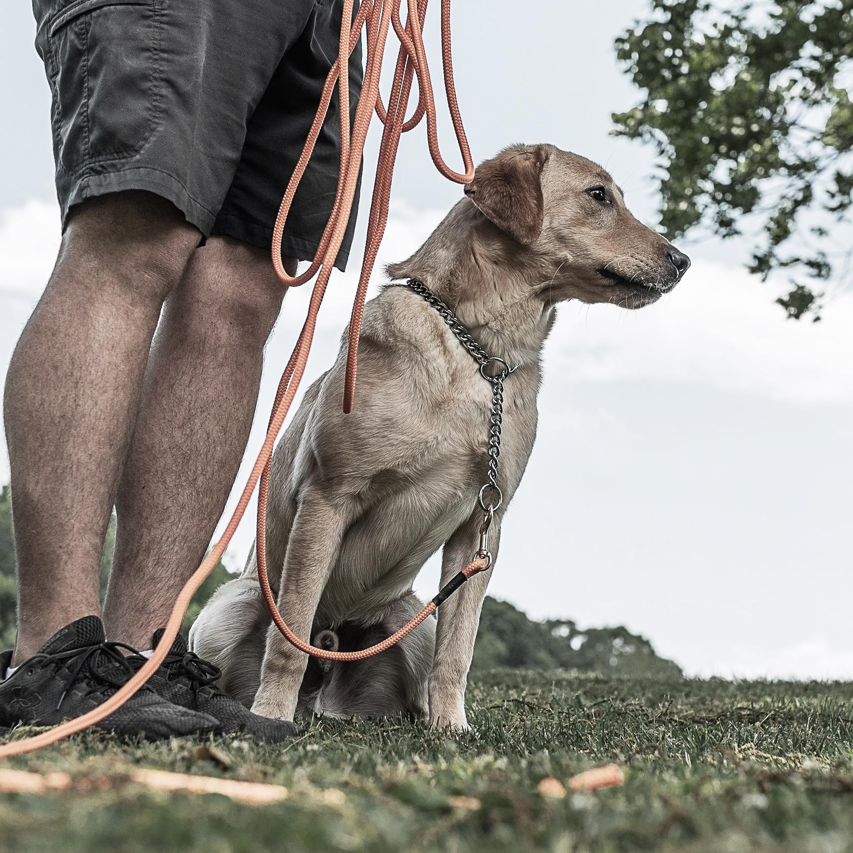 Young yellow lab sitting by trainers feet with training chain on attached to check cord