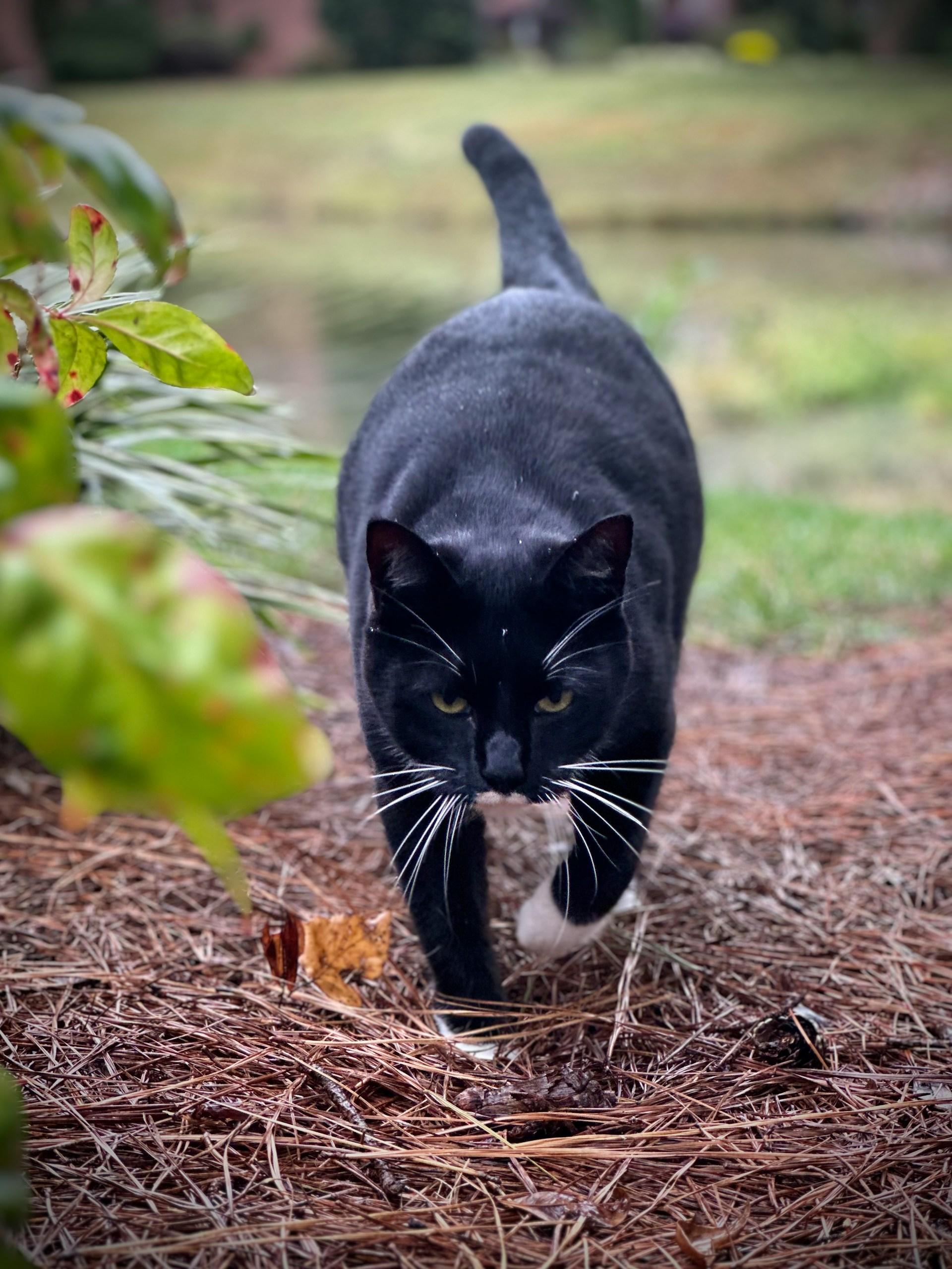 American Shorthair Black Cat