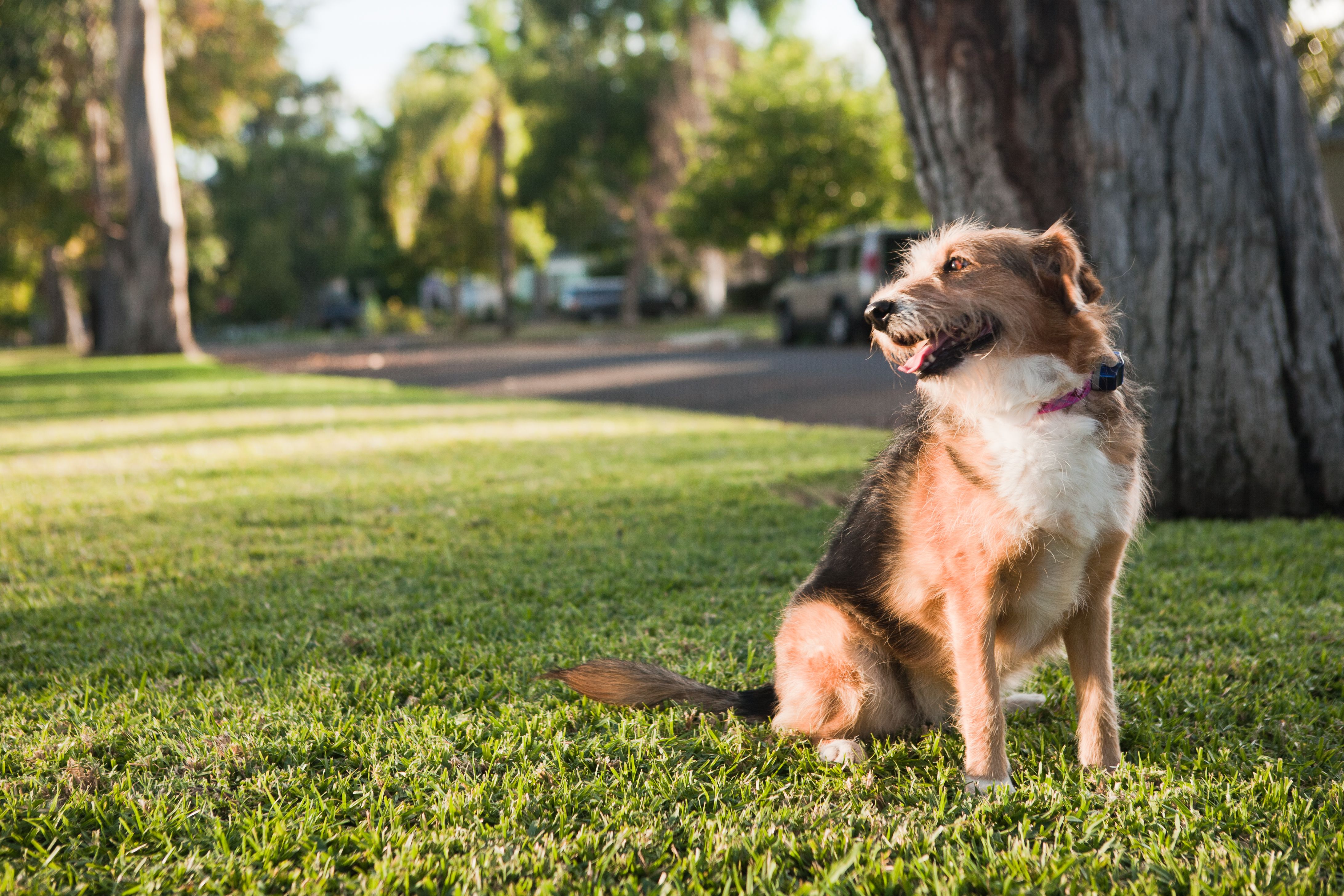 two dogs sit in their yard with invisible fence sign