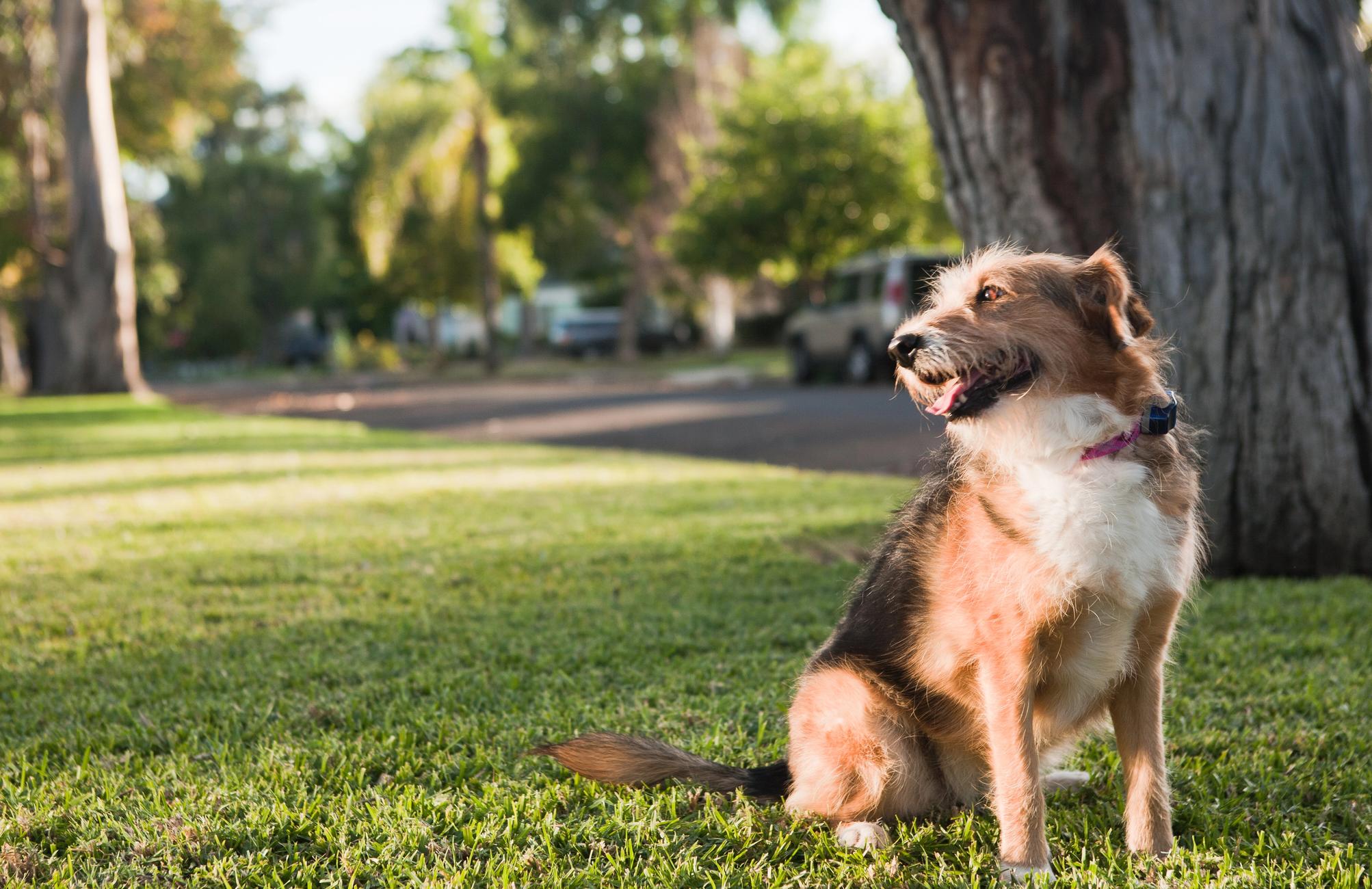 dog wears his invisible fence collar in the yard
