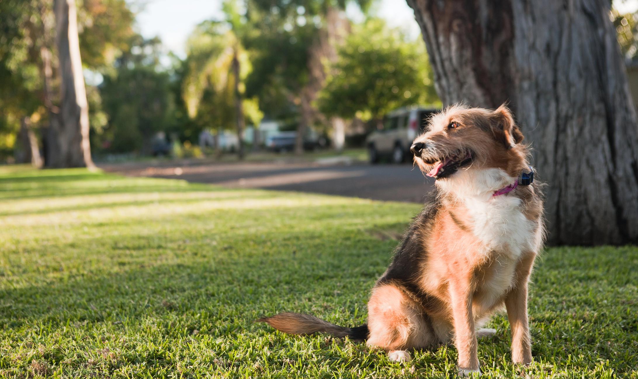 two dogs sit in their yard with invisible fence sign